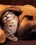 pic for Cat & Dog